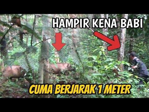 BABI HUTAN BESAR || BERJALAN SANTAI SAAT MELINTAS DI DEPAN PEMBURU ! DI MUNDAM SIJUNJUNG | EPS 1 |