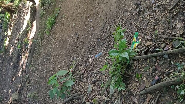 sunday spar swhite green legged