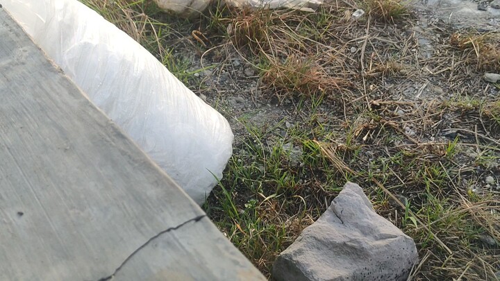 budi daya udang panami