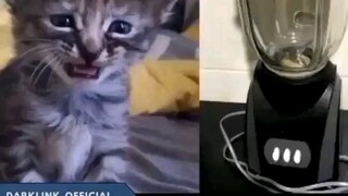 Sadis ya orang blender kucing