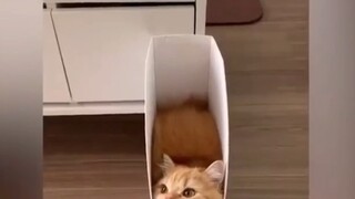 những chú thú cưng ngộ nghĩnh😹