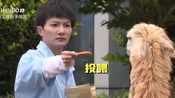 โจวเซิน เซอร์ไพรส์ให้อาหารอัลปาก้า “เบื้องหลังการถ่ายทำ” (อยากให้เซินเซินกับอัลปาก้าร่วมกันจี้จุ๊กกั