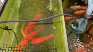 224 _ Đi Chợ Bằng Tàu Điện - Một Ngày Cuối Tuần Của Thực Tập Sinh Tại Nhật Bản _