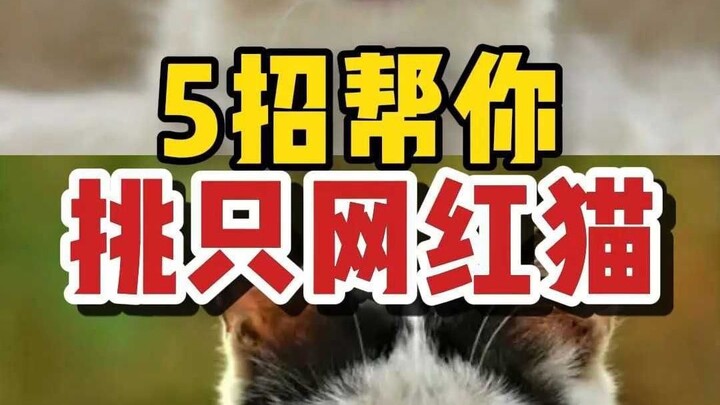 لا بد أن تشاهده إذا كنت تفكر في تربية قطة | تعلّم هذه الحيل الخمس وابحث بسهولة عن قطّة الأحلام!