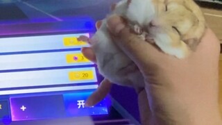 [Trò chơi] Jerboa bốn ngón chơi Rhythm Master