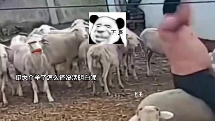 有眼不识泰山