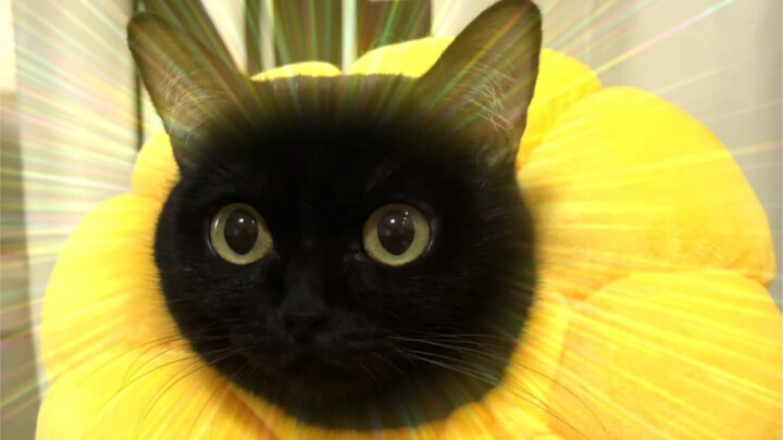 ฉันกลับเลี้ยงแมวปลาคราฟได้ไงเนี่ย!