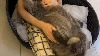 Daily grooming for raccoon SongSong #CutePetDebutProject #Raccoon