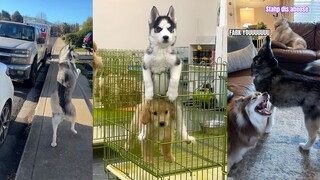 养哈士奇需谨慎 ,别人家的二哈才是你的快乐来源