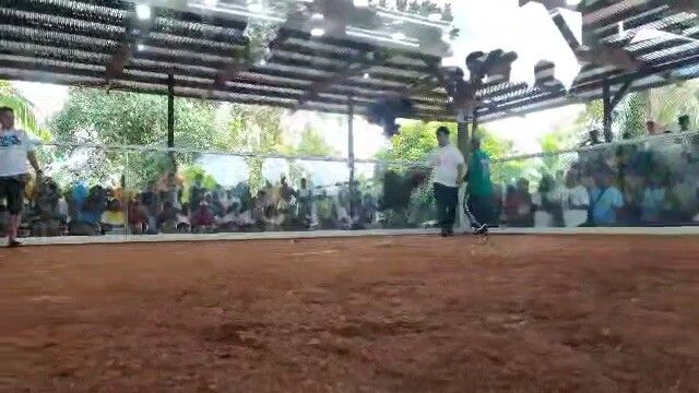 2cocks ulotan in Giporlos eastern samar 2nd win champion