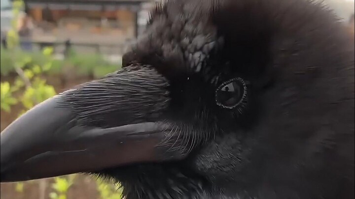 谁还不知道乌鸦是好鸟