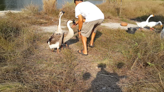 ห่านกัดตูด