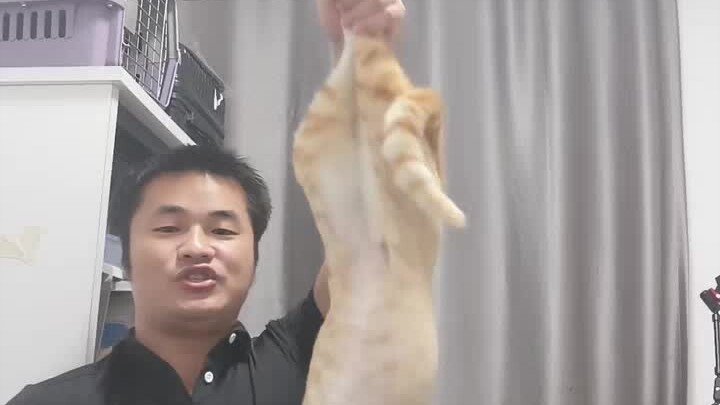 This kind of cat is especially well-suited to being kept as a pet.