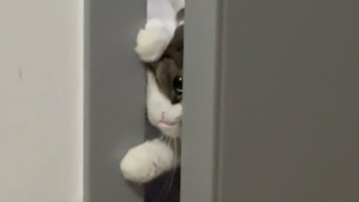 Use a cat teaser to lure the kitten in.