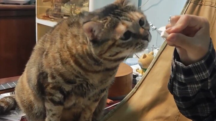 คลิปเต็มของแมวขนมปังขึ้นราตัวน้อยของฉัน ที่โดนแฟนสาวจัดการจนอยู่หมัด