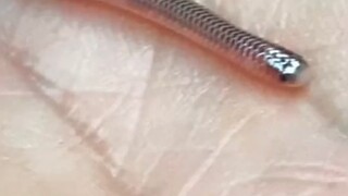 This is a snake, do you believe it hahaha