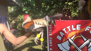 Palaban ni sen yor aguila