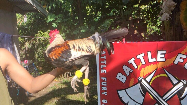 Palaban ni sen yor aguila