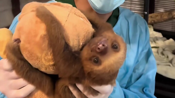 Tidak seperti yang aku bayangkan tentang kungkang