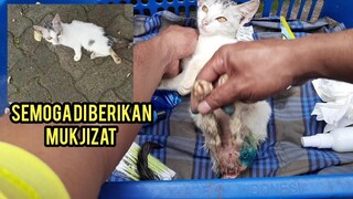 Kasihan Anak Kucing Ini Pengen Sembuh Dari Kelumpuhannya..!