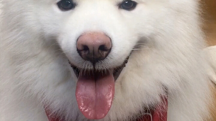 Chó nhà tôi cũng biết làm toán!