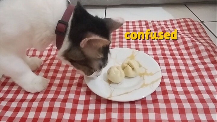 my cat tries steam bun bao for the first time
