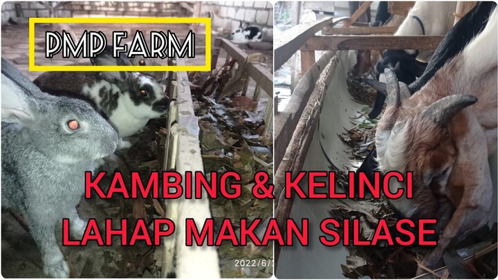 Menu makan sore hari untuk kambing & kelinci di PMP Farm