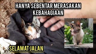 Astagfirullah Kucing Yang Di Oprasi Matanya Ini Cuma Sebentar Bisa Merasakan Kebahagiaan..!
