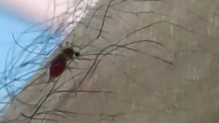 I stuffed a mosquito so full it died!!!