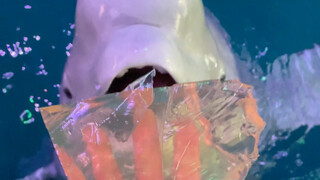 ฉันบอกว่าฉันไปแล้ว เสี่ยวเฮยก็ยังโกรธอยู่เลย