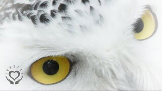 Eye Reiki | Eyesight and Vision | Energy Healing