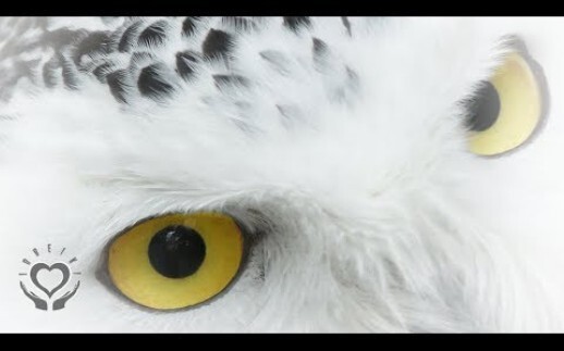 Eye Reiki | Eyesight and Vision | Energy Healing