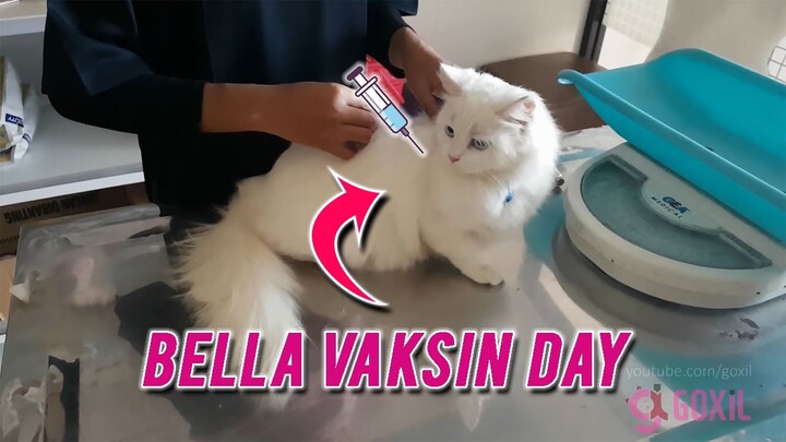 Kalem Banget! 😊 Reaksi Kucing Bella Saat Disuntik. 😺