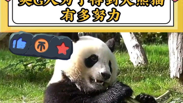 How hard the British tried to get a giant panda