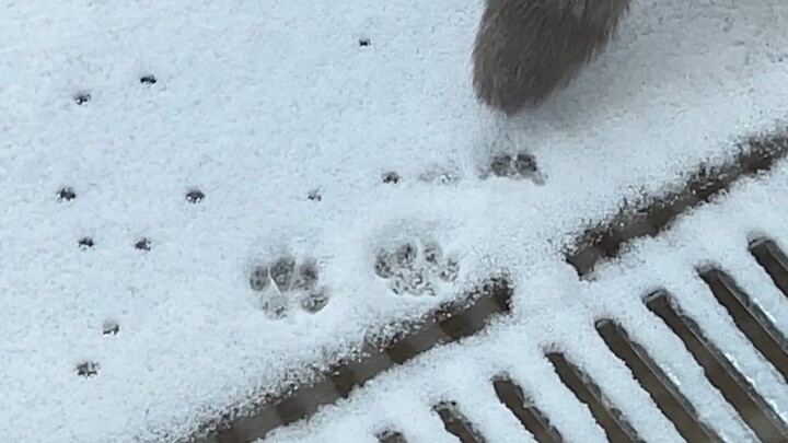 The cat leaves plum-blossom paw prints—what a good cat. The snow chills its little paws—the snow is 