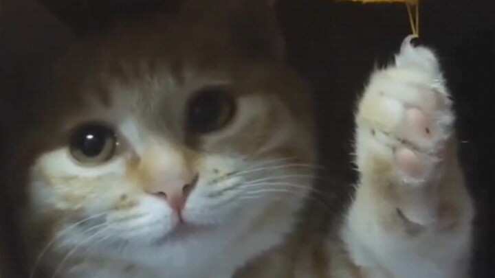 “The Scene of the Cat’s Social Death”