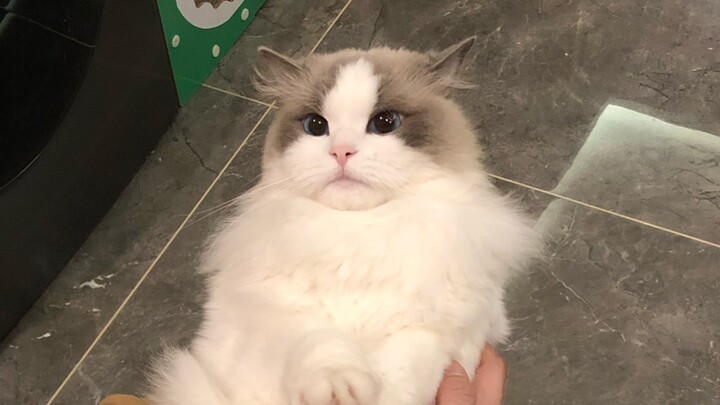 My cat really hates men.