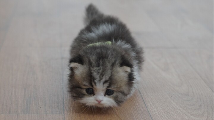 Rare footage of baby sea cucumbers learning to crawl
