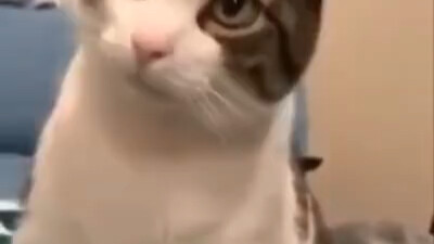 แมว: ฉันก็อยากรู้เหมือนกัน