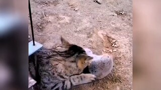 A natural hunter, the little kitten catches a big mouse #cat #tabby cat #cute pet debut plan #cat st