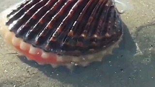 [Animals] Catching an escaping clam