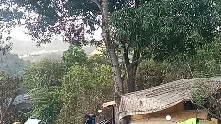 pukyutan sa Puno Ng mangga