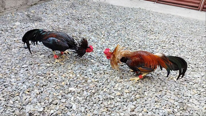 The Power Of Oriental Blood Infused In American Gamefowl :)