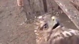 An eagle flew into a chicken farm and was beaten, making the eagle doubt its life.