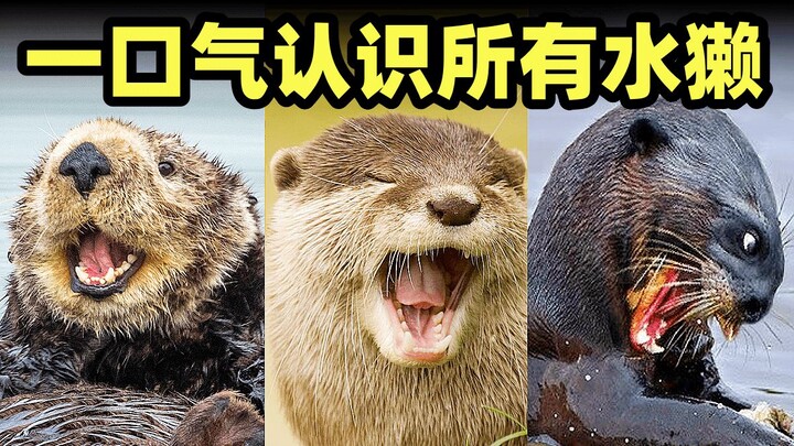 水獭和海獭是什么关系？最大的水獭有多么恐怖
