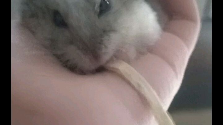 hamster lucu 😁