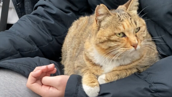 曾经贼不走空，这次接连失利，但是考研的猫妈妈终于成功上岸了