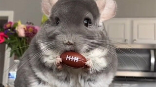 龙猫举东西的样子，可真是太可爱啦！