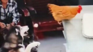 Tôi thấy một con chó đuổi theo một con gà bằng xe đạp và bắt được quả trứng mà con gà mái đẻ ngay tạ