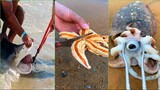 Catching Seafood 🦀🐙 ASMR Relaxing (Catch Shark , Catch Fish ,Deep Sea Monster ) #471